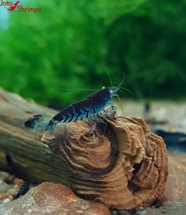 Blue Tiger OE